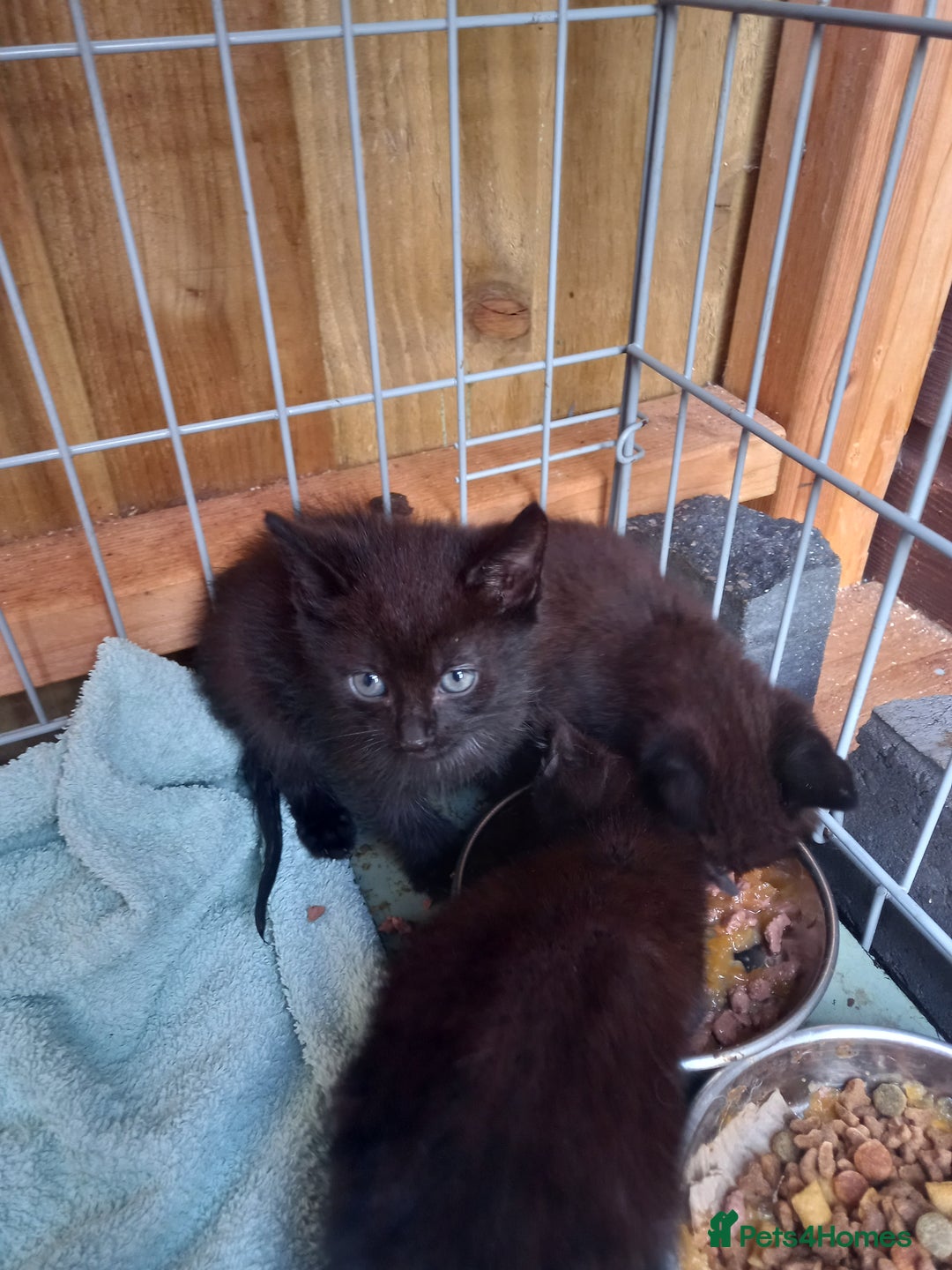 Mixed Breed cats for sale: 5 kittens 2 males 3 females - Image 2