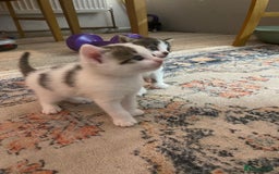 British Longhair cats for sale: 4x Domestic beautiful long haired kittens  - Image 2