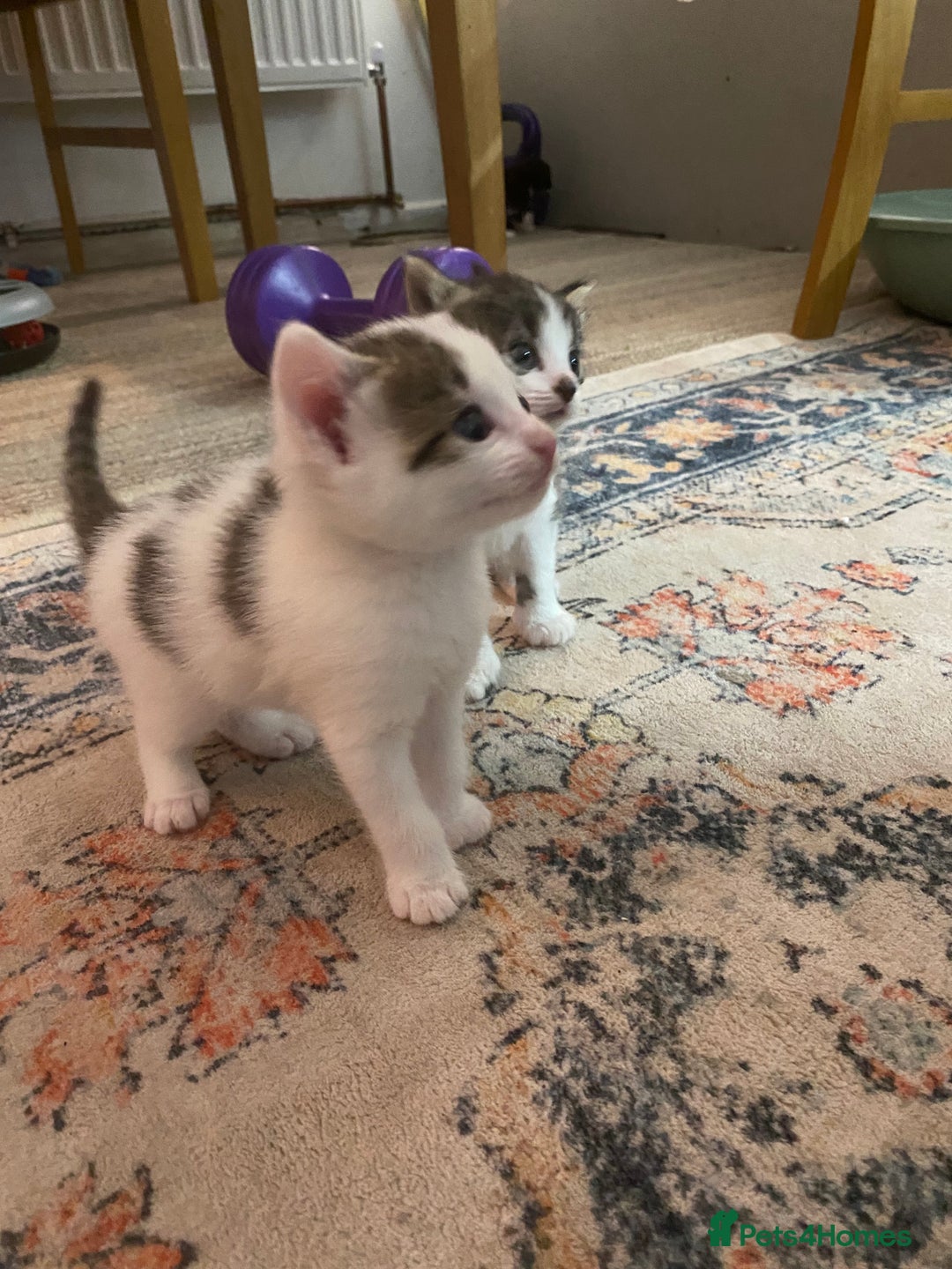 British Longhair cats for sale: 4x Domestic beautiful long haired kittens  - Image 2