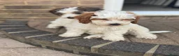 Cockapoo dogs for sale: 2 beautiful F1 cockapoo puppies  - Advert 14