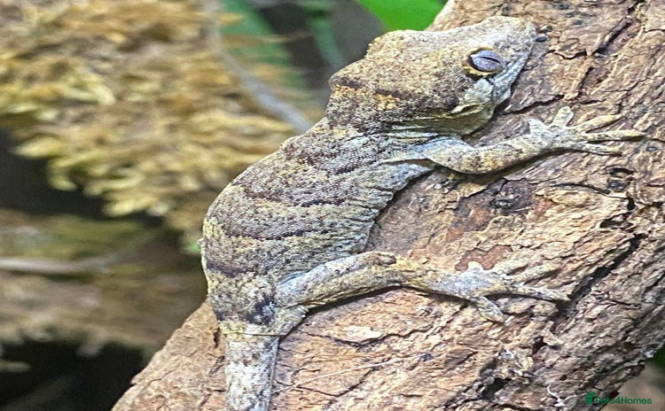 Gecko reptiles - Advert 1