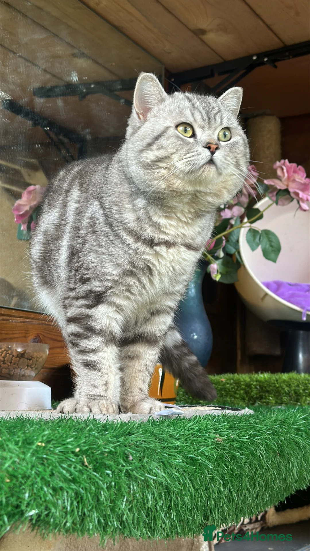 British Shorthair cats for stud: Stunning British shorthair stud available  - Advert 2