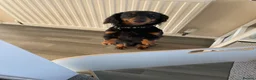 Miniature Dachshund dogs for sale: Long haired miniature daschund in Bridlington - Advert 7