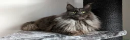 Maine Coon cats for sale: Pedigree Maine coons kittens Tica registered - Advert 4