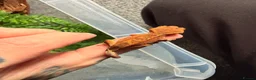 Mixed Breed reptiles for sale: Baby crested gecko available now - Advert 2