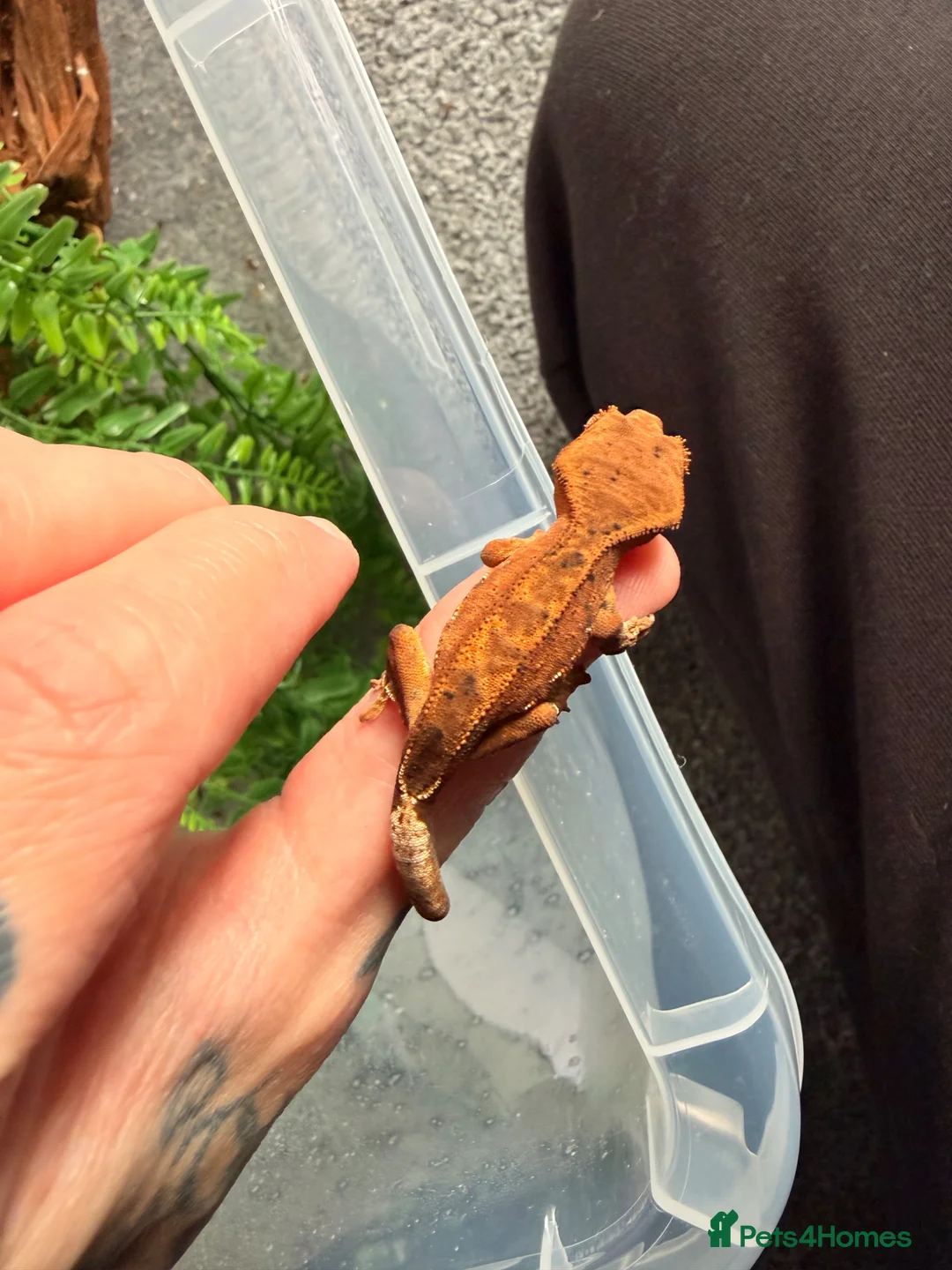 Mixed Breed reptiles for sale: Baby crested gecko available now - Advert 2