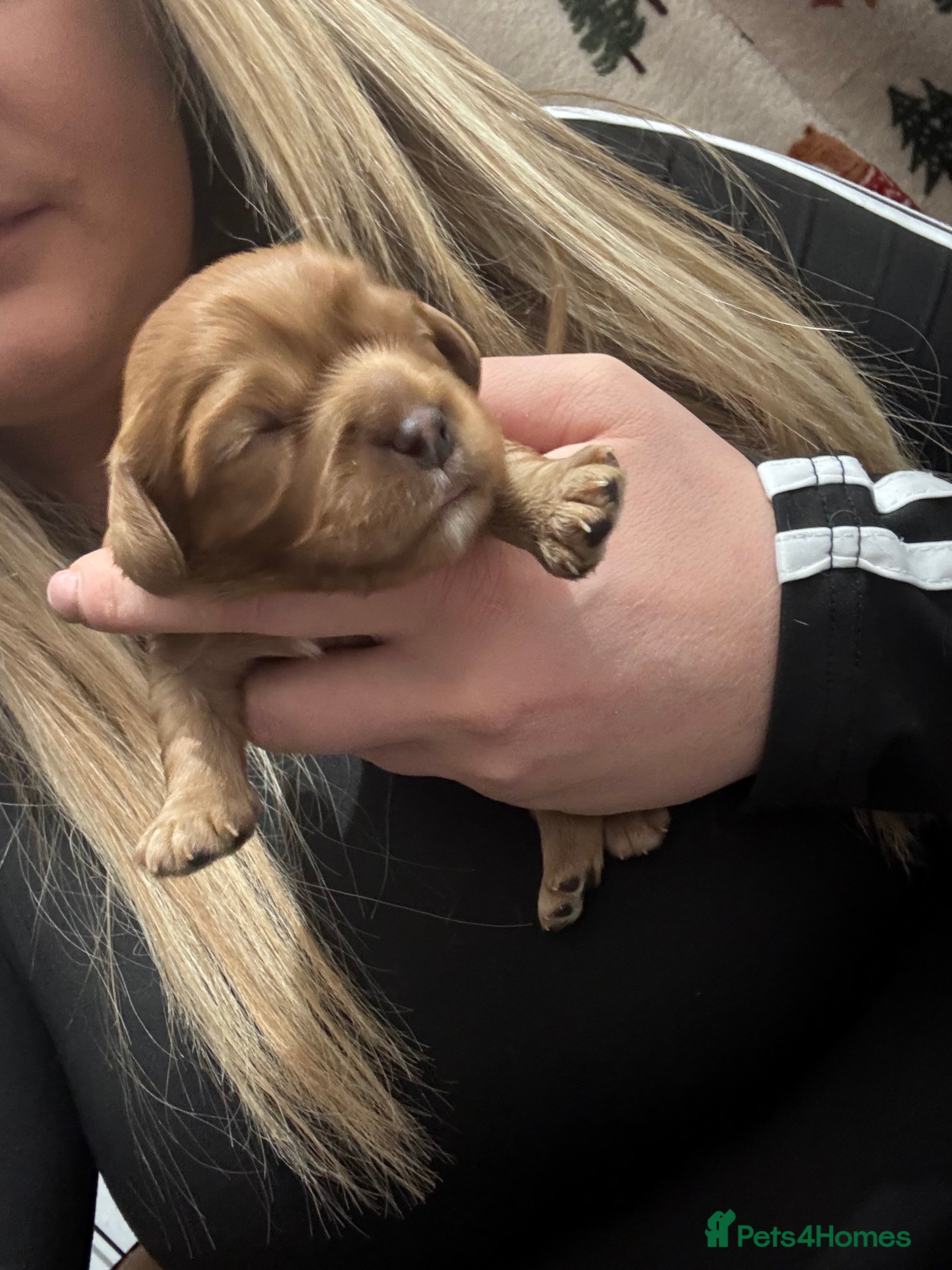 Cavalier King Charles Spaniel dogs ✨Ruby Cavalier King Charles Spaniel Pups✨ - Advert 5