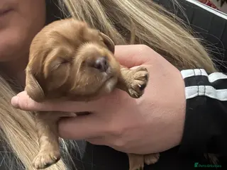 Cavalier King Charles Spaniel dogs ✨Ruby Cavalier King Charles Spaniel Pups✨ - Advert 1