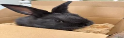 Continental Giant rabbits for sale: Female Continental Giants  - Advert 4