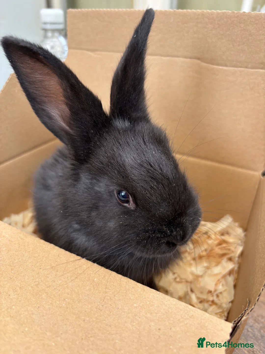Continental Giant rabbits for sale: Female Continental Giants  - Advert 4
