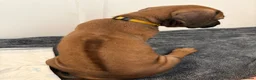 Rhodesian Ridgeback dogs for sale: Rhodesian Ridgeback puppies in Walsall - Advert 7