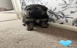 German Shepherd dogs for sale: German shepherd puppies  - Image 13