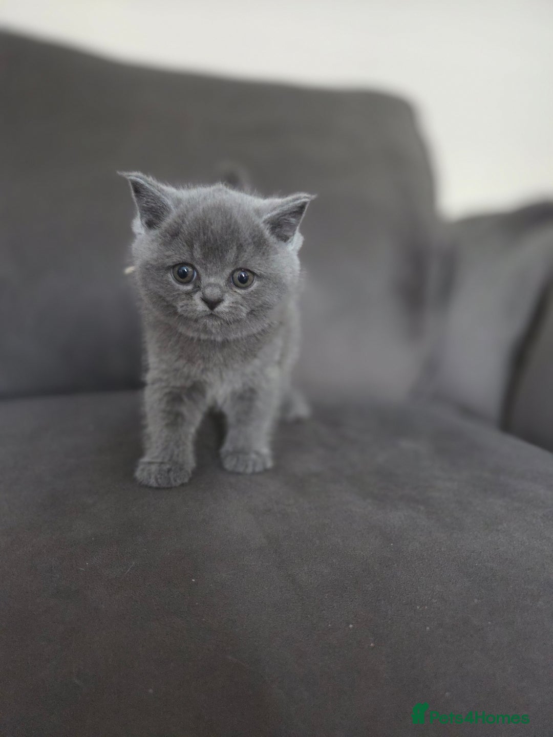 British Shorthair cats for sale: Gccf registered blue British shorthair boy left  - Advert 10