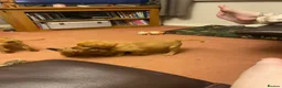 Labrador Retriever dogs for sale: Fox red Labrador puppies in Torpoint - Advert 9