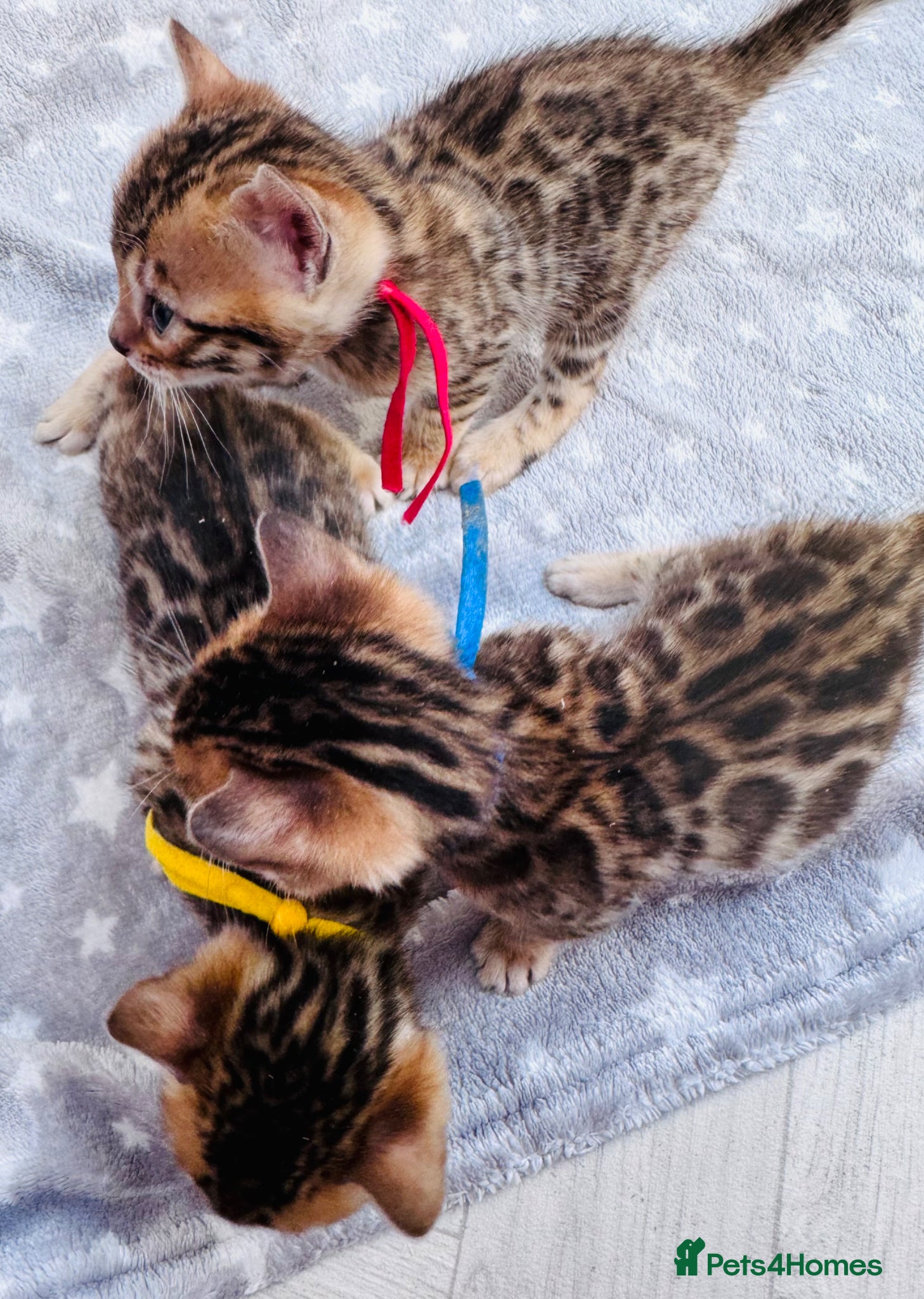 Bengal cats TICA Reg Bengal Kittens - Advert 1