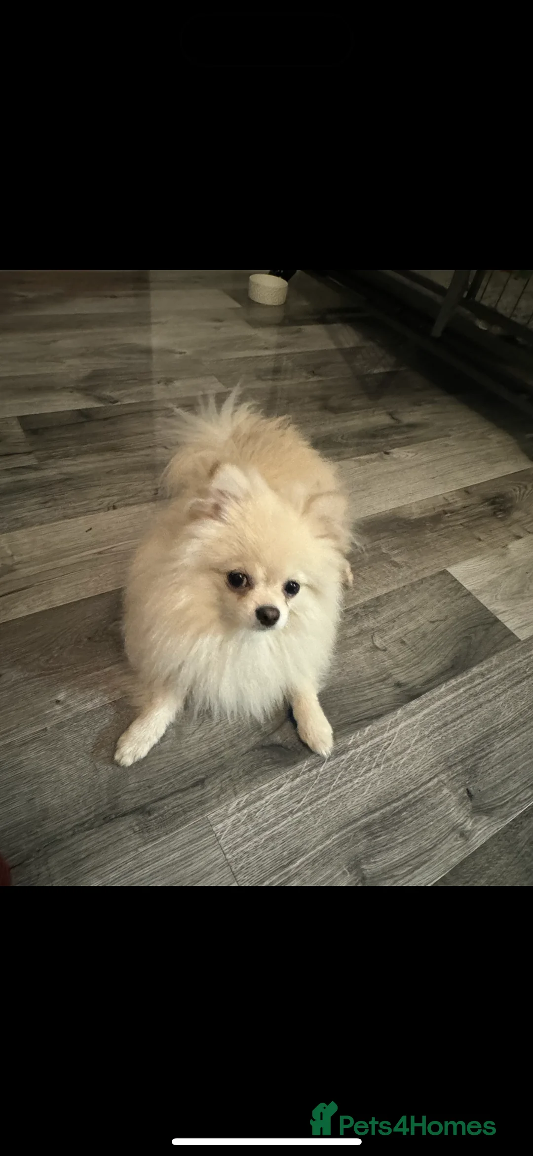 Pomeranian dogs for sale: Pomeranians - Advert 11