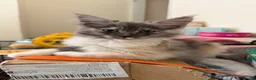 Maine Coon cats for sale: Maincoon X Ragdoll SALE - Advert 10