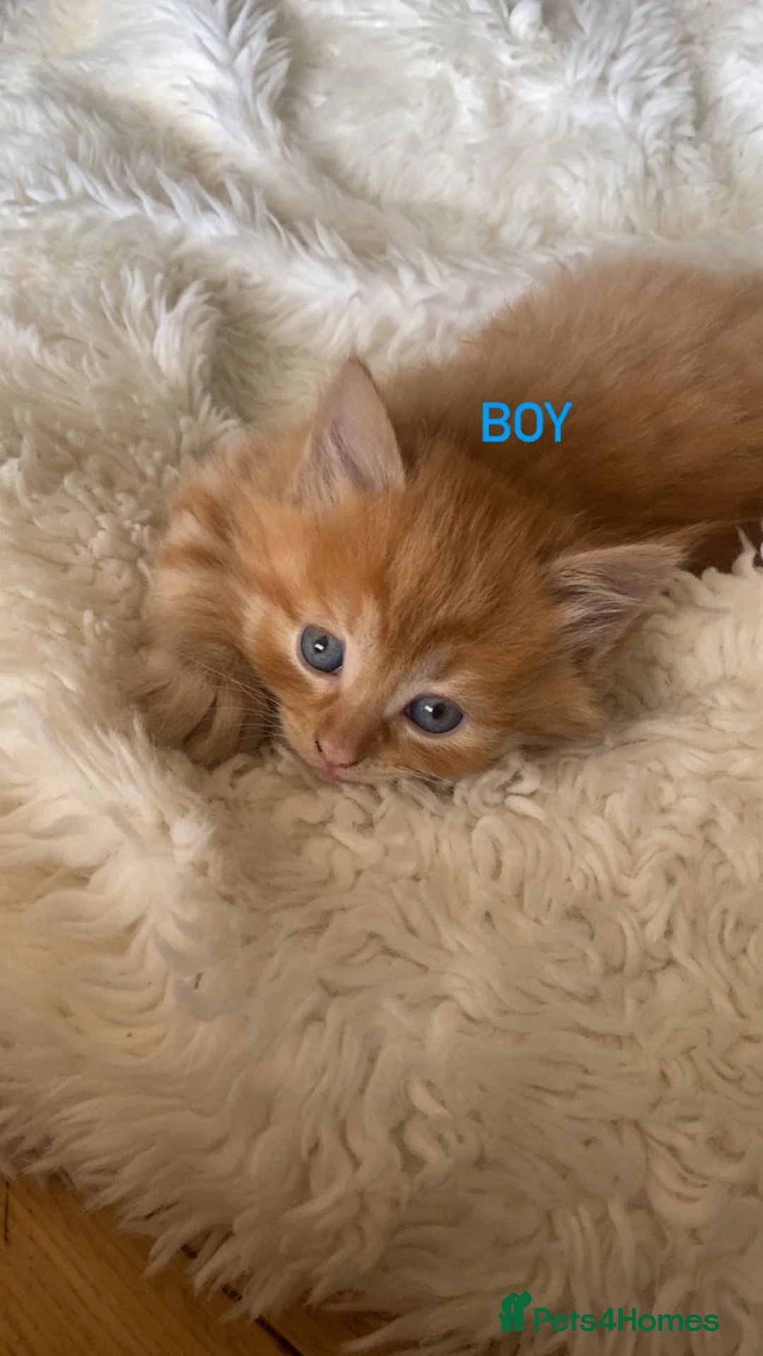 Ragdoll cats for sale: 5 pure ragdoll kittens for sale in Troon - Advert 7