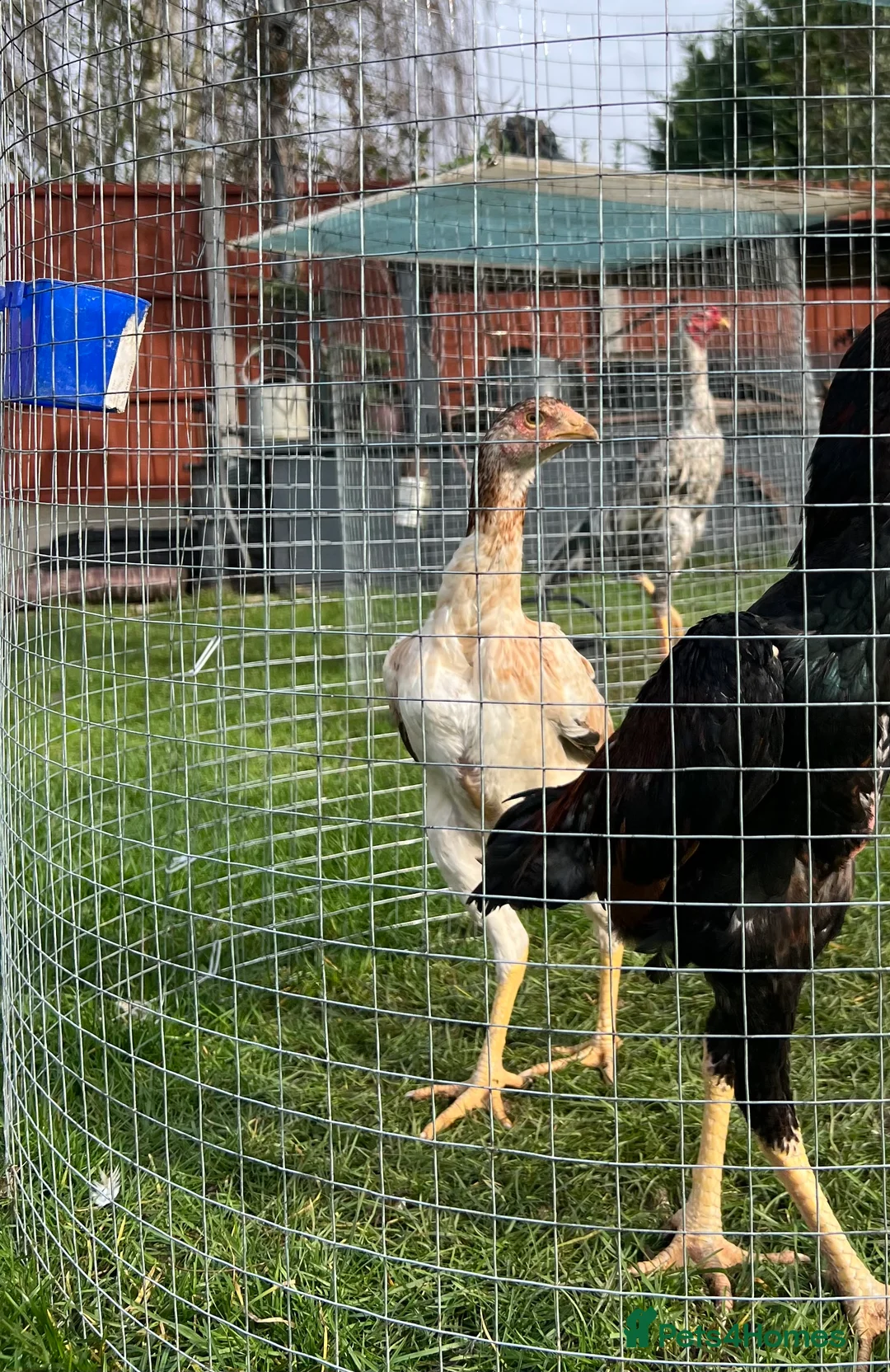 Chickens poultry for sale: Large Shamo Pair 3 months old (Aseel)  - Advert 3
