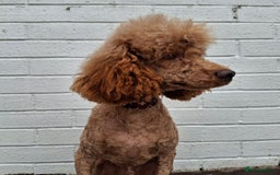 Miniature Poodle dogs for stud: Kc Minature Poodle for stud - Image 5