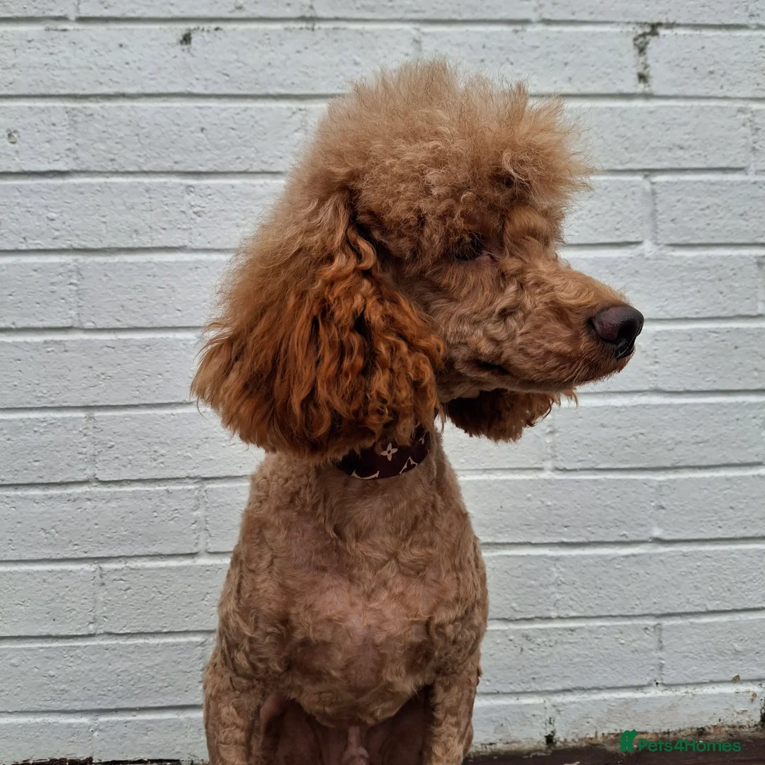 Miniature Poodle dogs for stud: Kc Minature Poodle for stud - Advert 5