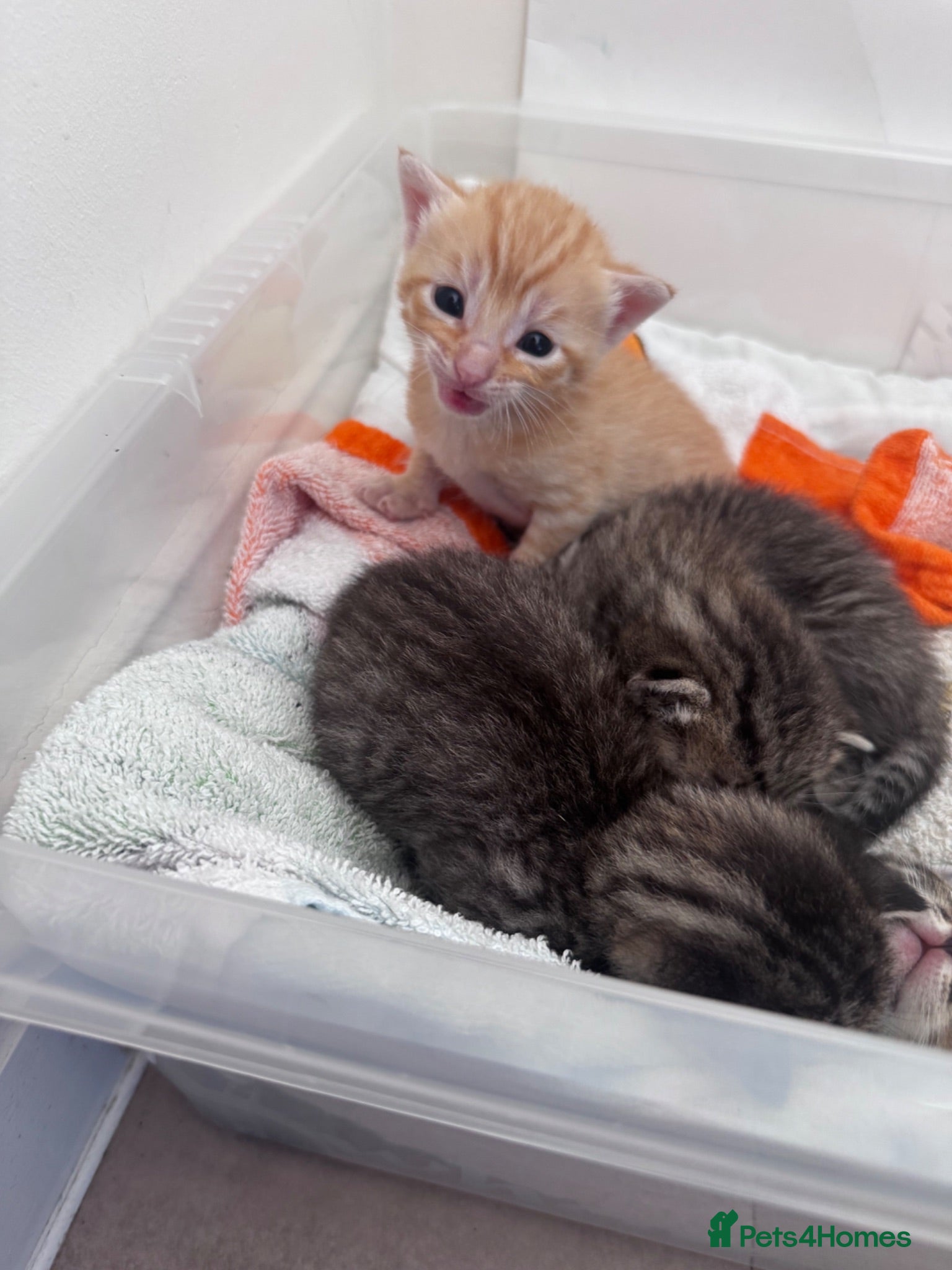 Domestic Shorthair cats 1 Ginger and 3 Tabby kittens  - Advert 5