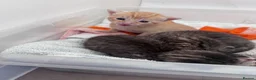 Domestic Shorthair cats for sale: 1 Ginger and 3 Tabby kittens  in Aylesbury - Advert 1