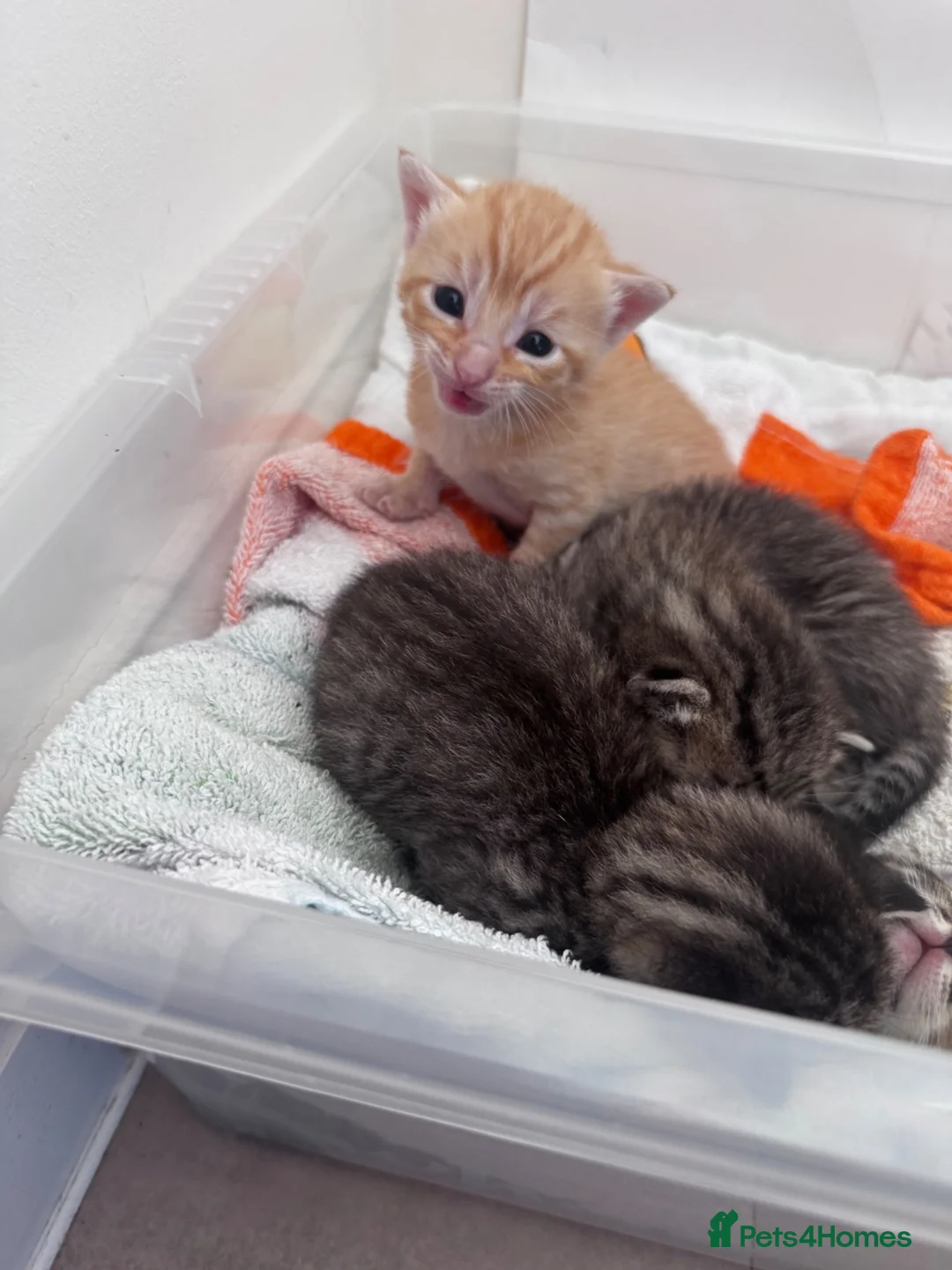 Domestic Shorthair cats for sale: 1 Ginger and 3 Tabby kittens  in Aylesbury - Advert 1
