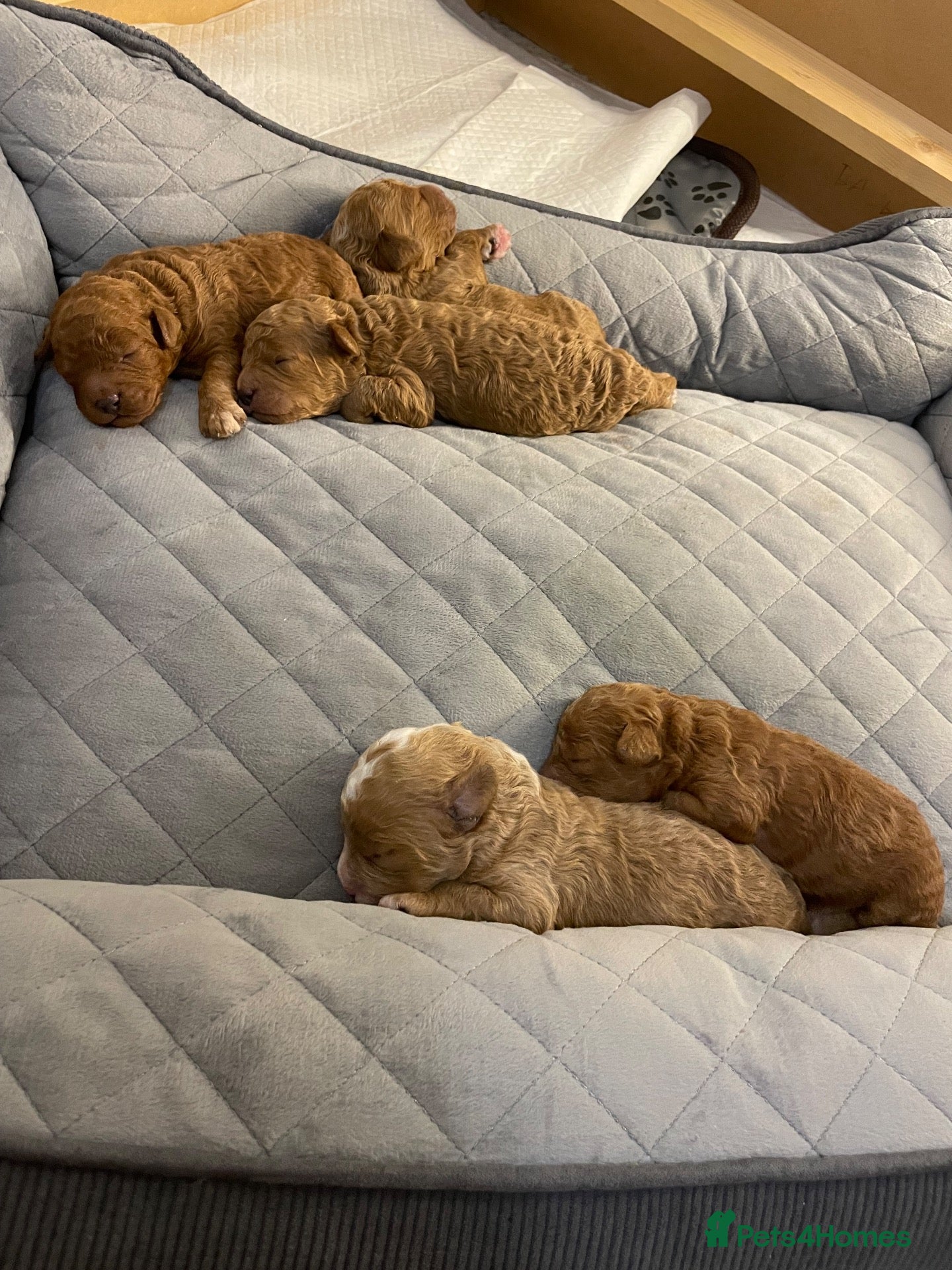 Cavapoo dogs Cavapoo puppies 2 boys left  - Advert 12
