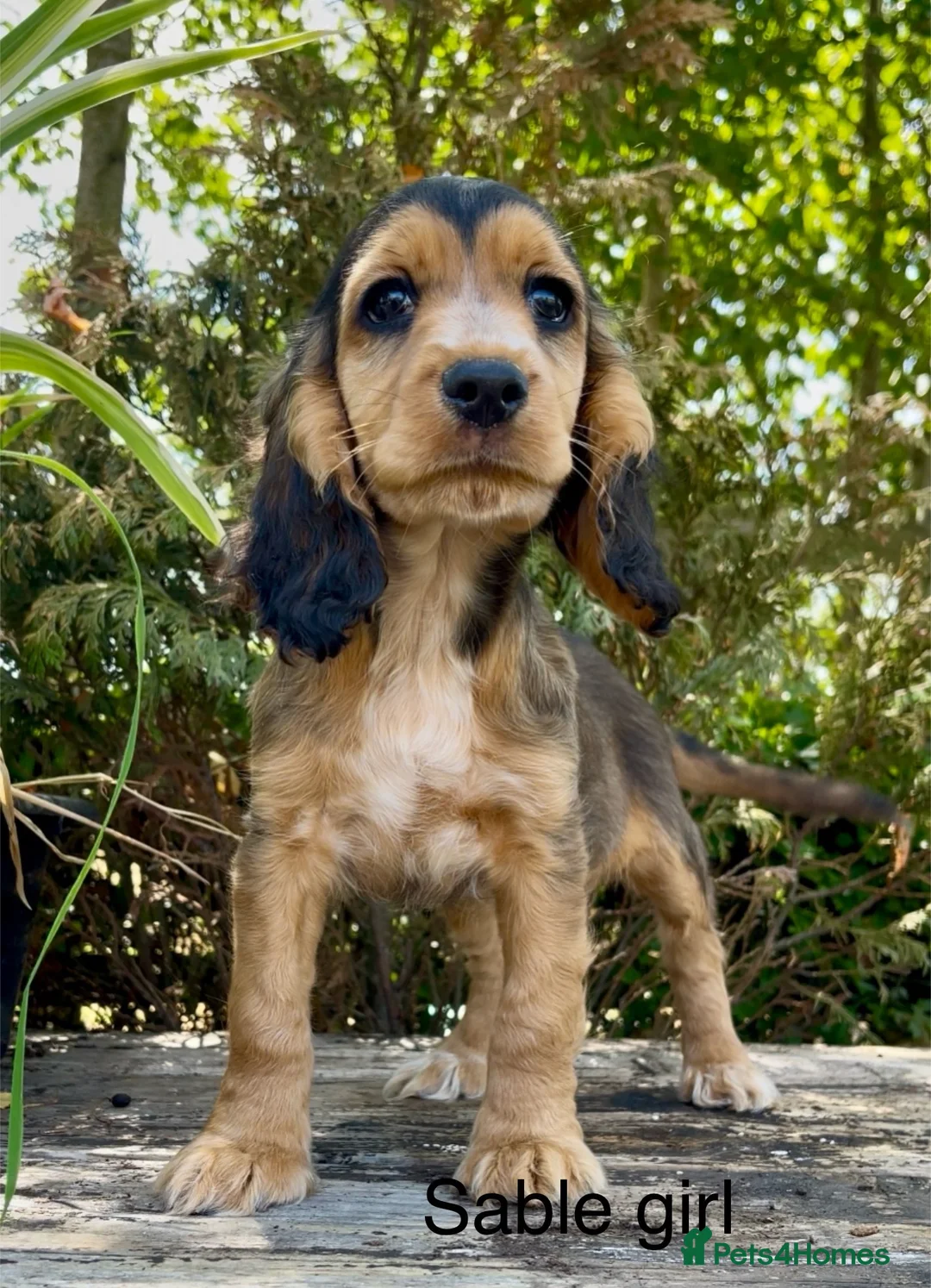 Cocker Spaniel dogs for sale: The best of both worlds Cocker Spaniel Puppies in Melton Mowbray - Advert 2