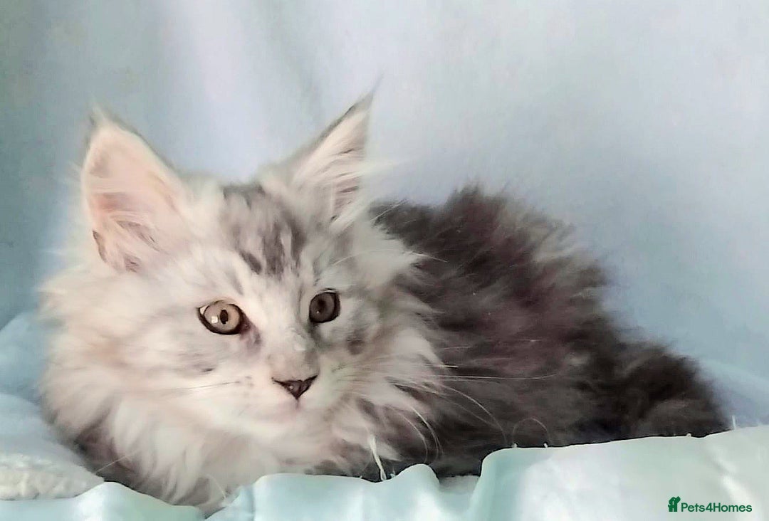 Maine Coon cats for sale: Pure Maine Coon Kittens Looking For A New Home  - Image 5