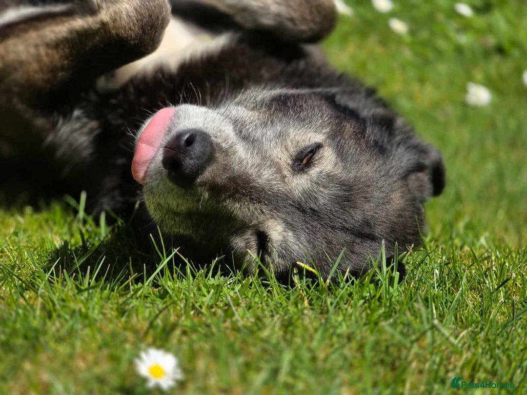 Mixed Breed dogs for adoption: WILLOW - EXPERIENCE REQUIRED  - Advert 11