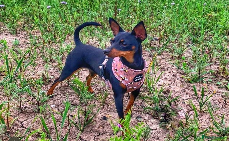 Miniature Pinscher dogs - Advert 1
