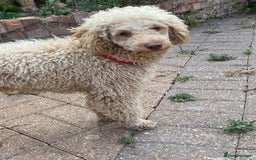 Miniature Poodle dogs for sale: 1.5 years old Miniature Poodle boy for loving home - Image 15