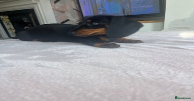 Miniature Dachshund dogs - Advert 7