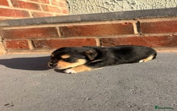 Jack Russell dogs for sale: Jack russells puppies  - Image 3