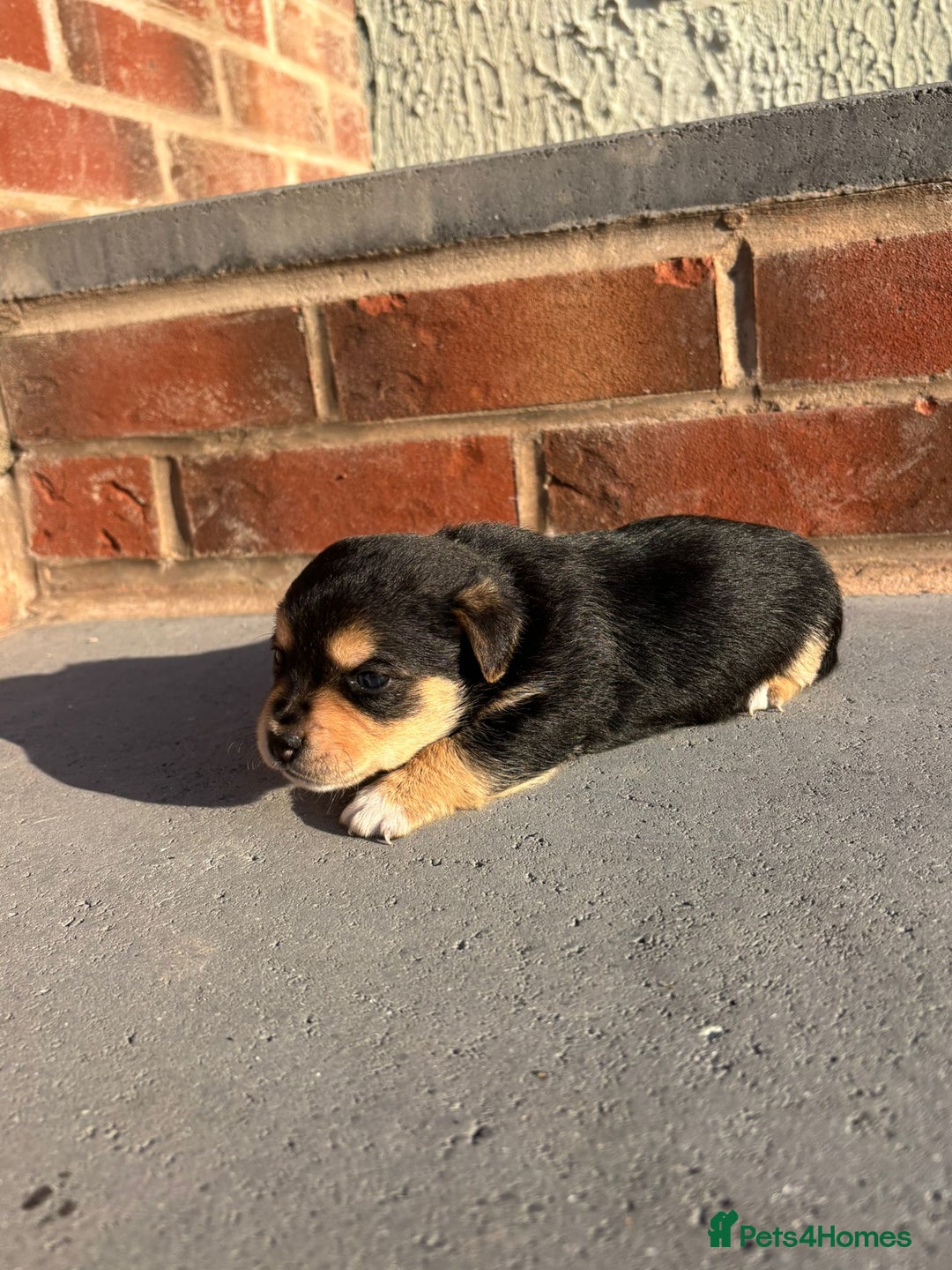 Jack Russell dogs for sale: Jack russells puppies  - Image 3