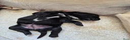 Springador dogs for sale: Fabulous Springador Puppies for Sale in Halesworth - Advert 22