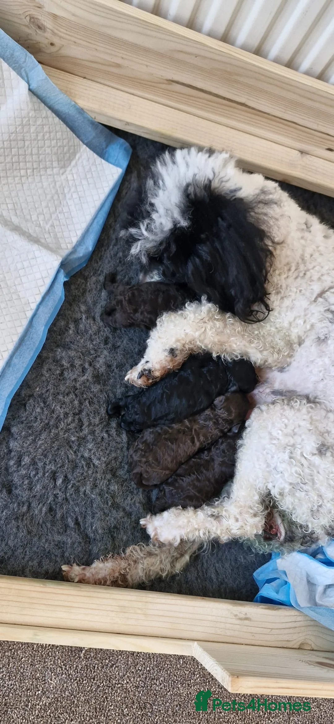 Toy Poodle dogs for stud: KC CHOCOLATE PHANTOM TOY POODLE in Willenhall - Advert 30