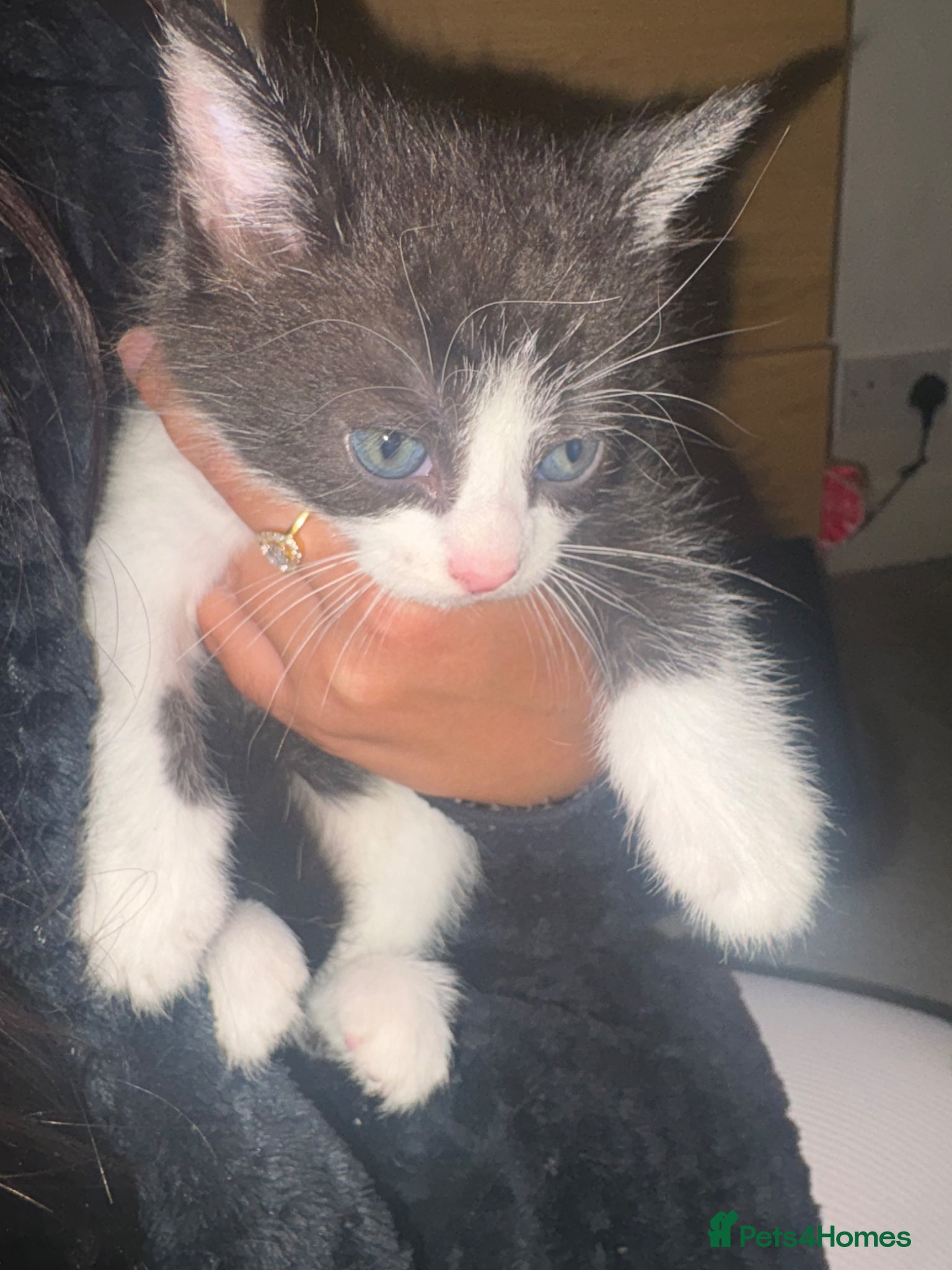 Mixed Breed cats for sale: 4 adorable kittens looking for forever homes 🏠  - Advert 4