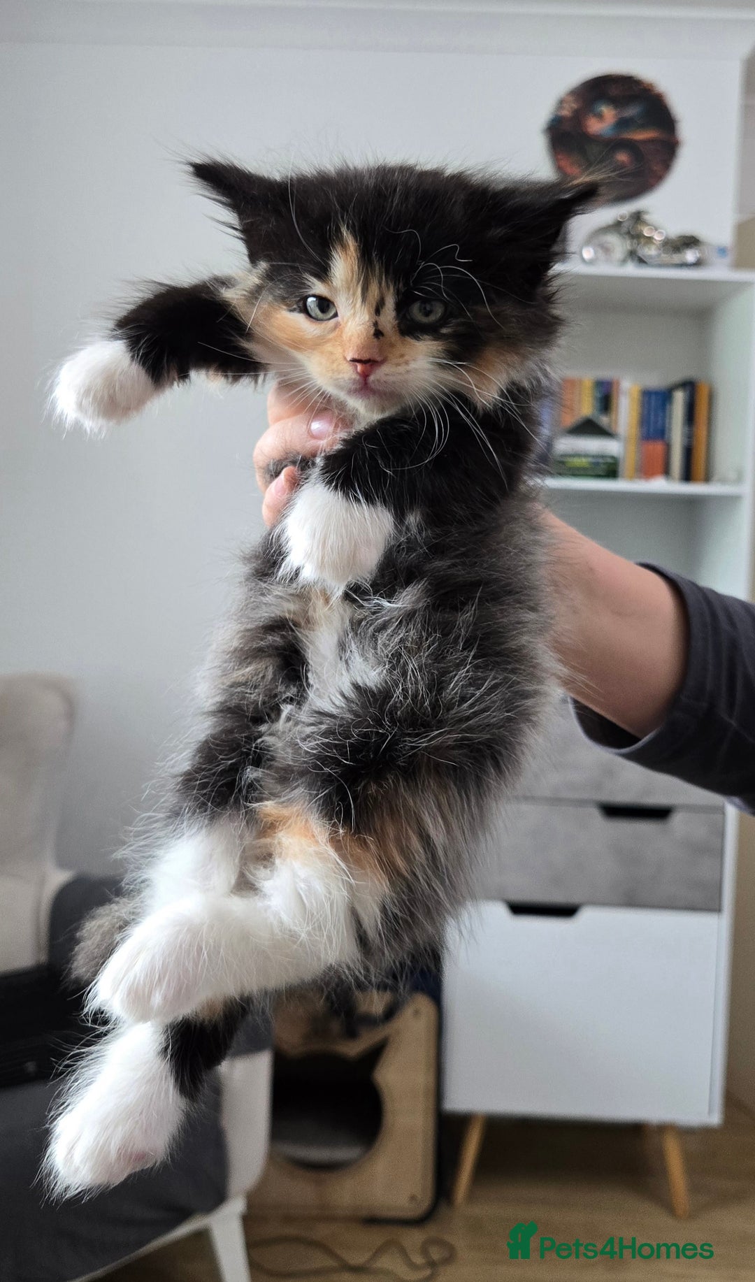 Mixed Breed cats for sale: Gorgeous Ginger Kittens 7 Weeks Old - Image 4