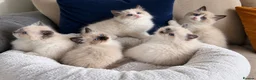 Ragdoll cats for sale: GORGEOUS TICA REGISTERED KITTENS  - Advert 3
