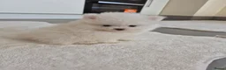 Pomeranian dogs for sale: Kc registered pomerainians  - Advert 6