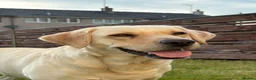 Labrador Retriever dogs for sale: 1 black male labrador puppy - Advert 13