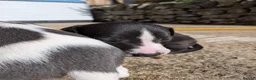 Whippet dogs for sale: KC REGISTERED WHIPPET PUPPIES – READY 31ST AUGUST - Advert 12