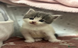 Mixed Breed cats for sale: 5 mixed kittens for sale! - Image 16