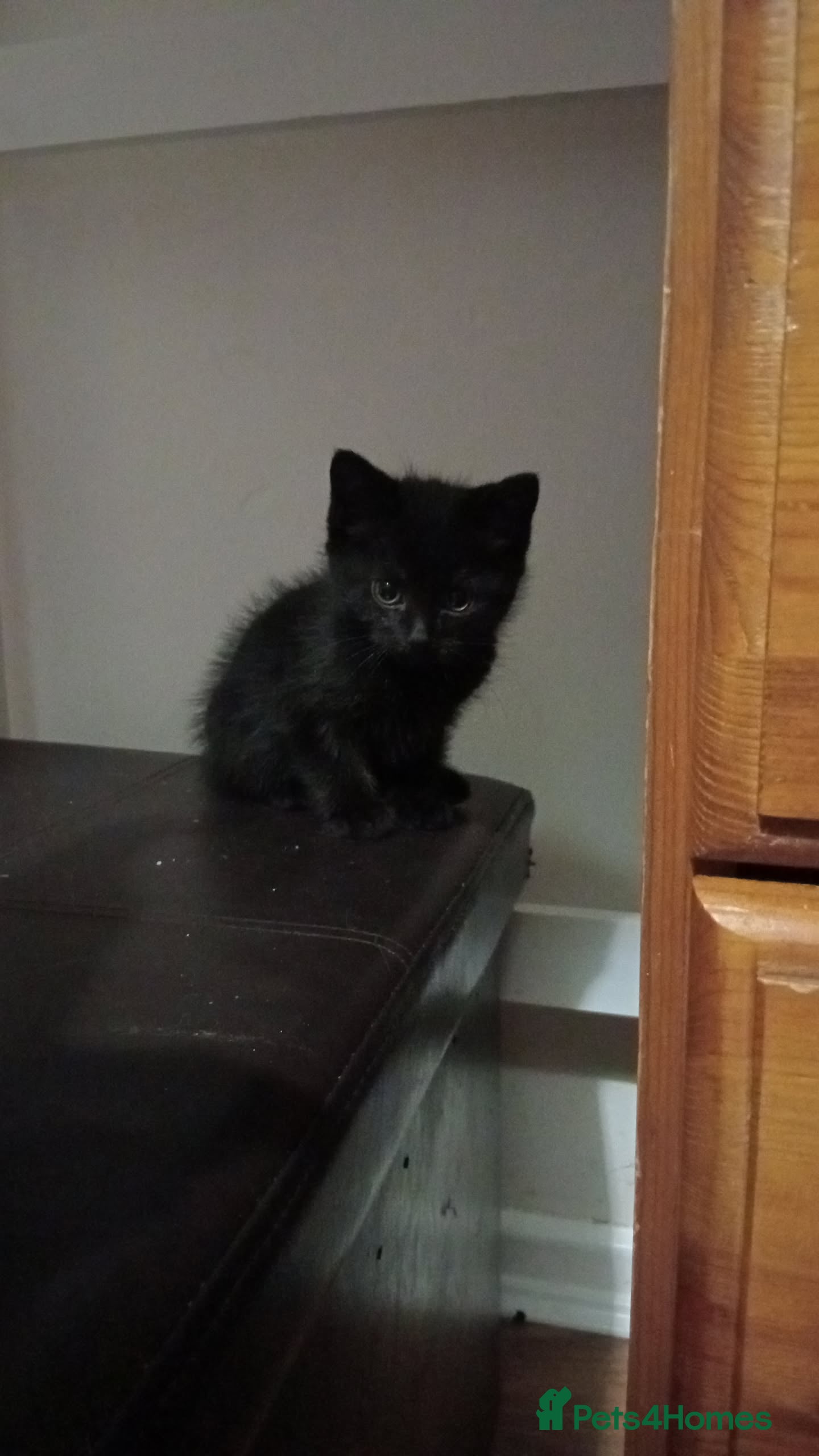Mixed Breed cats Black kitten for sale male - Advert 2