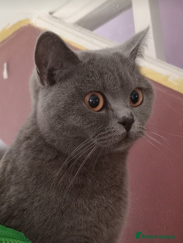 British Shorthair cats Beautiful British Blue - Female - Advert 6