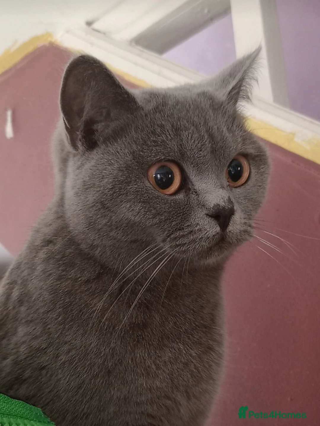 British Shorthair cats for sale: Beautiful British Blue - Female - Advert 1