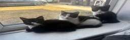Domestic Shorthair cats for sale:  🐾 Black and white domestic shorthairs - Advert 9